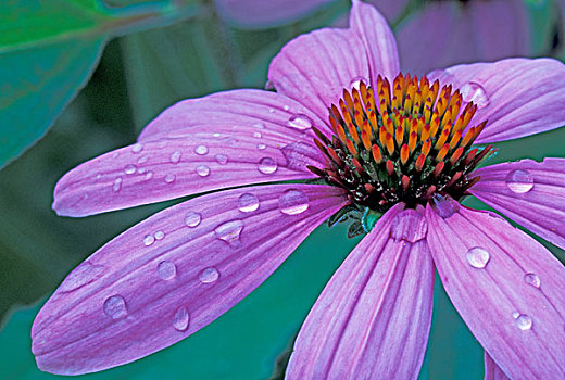 紫锥菊,水滴
