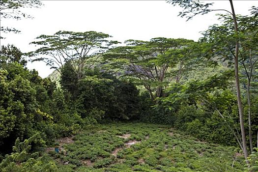 茶园,国家公园,马埃岛,塞舌尔,印度洋,非洲