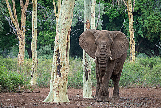 非洲象,克鲁格国家公园,南非共和国