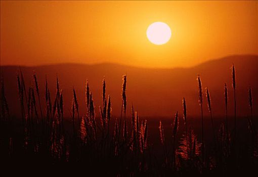 甘蔗,日落,祖鲁兰,纳塔耳,南非