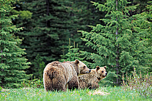 大灰熊,棕熊,母熊,一岁,幼兽,喂食,亚高山,草地,碧玉国家公园,艾伯塔省,加拿大