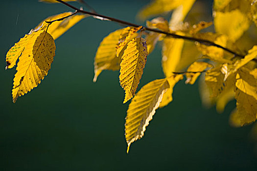 枝条,秋天,铁树,叶子