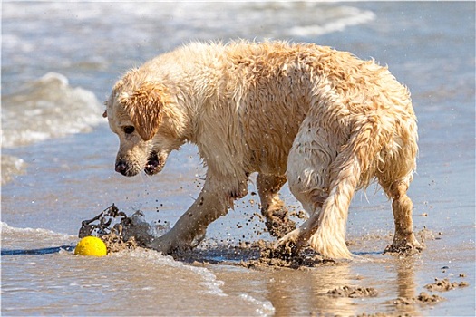 金毛猎犬,海岸