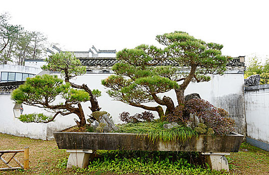 安徽黄山歙县鲍家花园徽派盆景