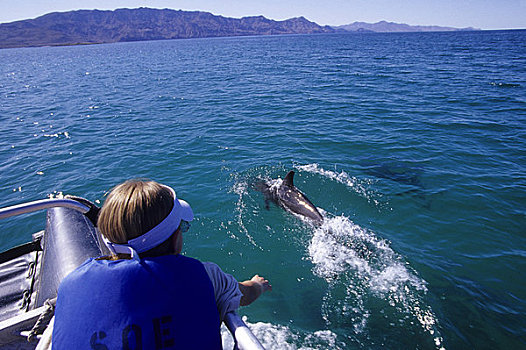 墨西哥,北下加利福尼亚州,女孩,10岁,老,看,宽吻海豚,船