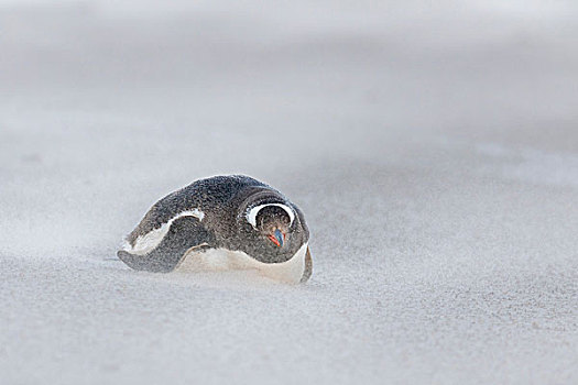 巴布亚企鹅,福克兰群岛,沙暴,宽,沙滩