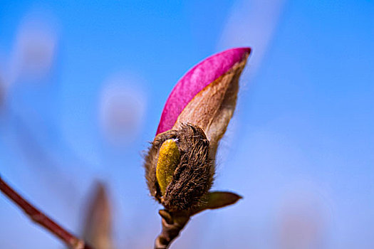 紫色的玉兰花苞