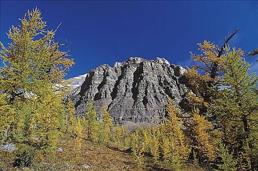 山,树林,树,色彩,班芙国家公园,艾伯塔省,加拿大,北美,世界遗产