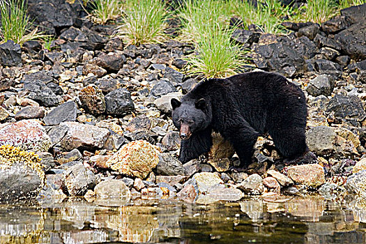 黑熊,美洲黑熊,吃,贻贝,石头,温哥华岛,不列颠哥伦比亚省,加拿大