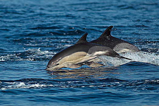 真海豚,两个,成年人,水面急行,阿尔加维,葡萄牙,欧洲