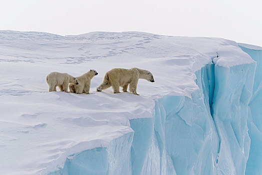 北极熊,动物,15个月,老,幼兽,边缘,冰山,巴芬岛,努纳武特,加拿大,北美
