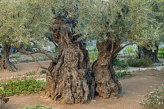 橄榄树,花园,橄榄,耶路撒冷,以色列,亚洲