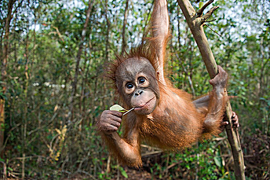猩猩,黑猩猩,2岁,幼仔,玩,树上,中心,婆罗洲,印度尼西亚