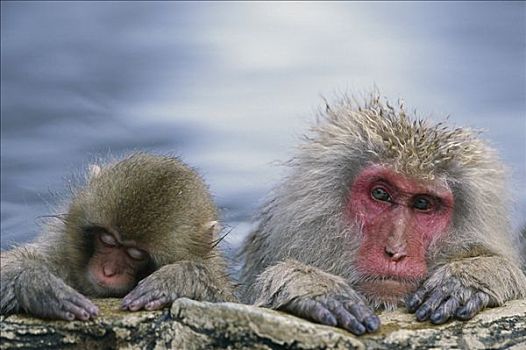 日本猕猴,雪猴,母兽,幼小,高原,国家公园,日本
