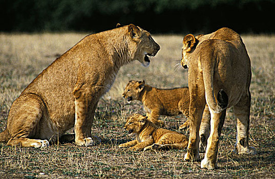 非洲,狮子,大型猫科动物,雌性,幼兽