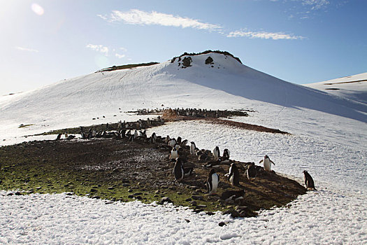 antarctic