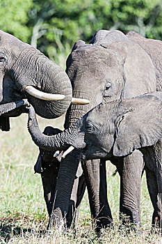 非洲,灌木,大象,非洲象,家族,喝,水坑,马赛马拉,肯尼亚
