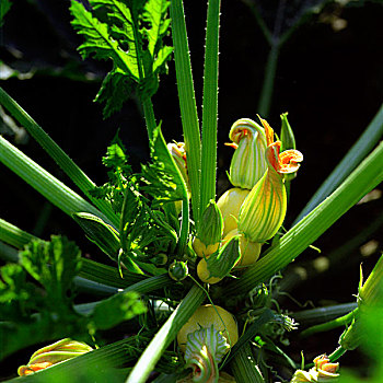 西葫芦花,植物