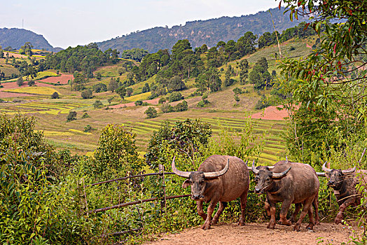 卡劳,水牛,稻田,山,掸邦,缅甸