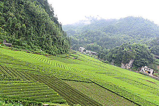 茶园茶叶风景风光