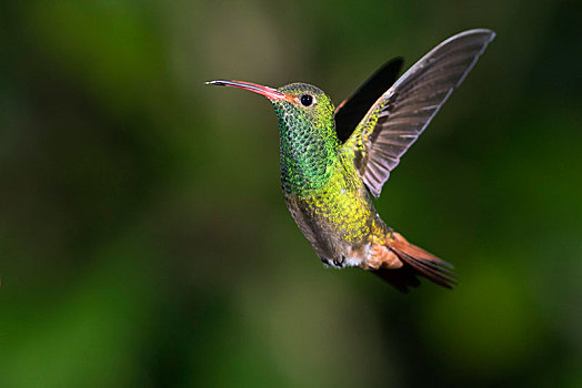 蜂鸟,飞,雨林,雾林,西北地区,厄瓜多尔,南美