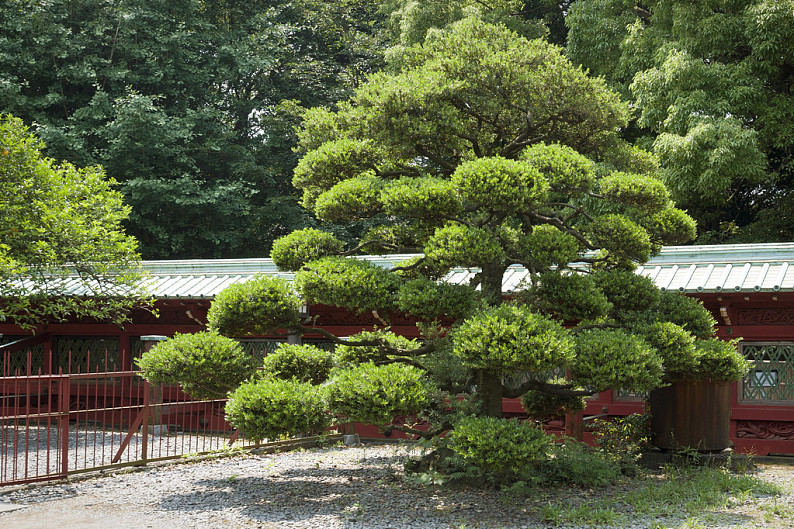 日本_松樹_景色_寺廟_院子_高清圖片_全景視覺