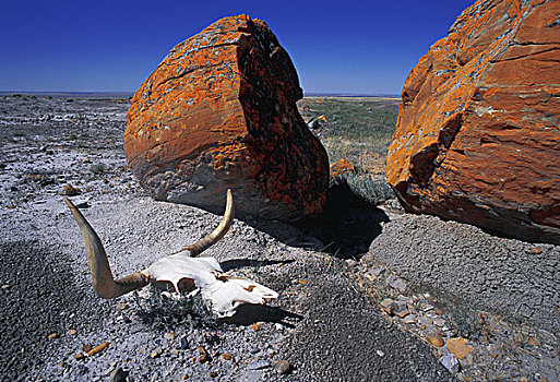 母牛,头骨,大,漂石,红岩,艾伯塔省,加拿大