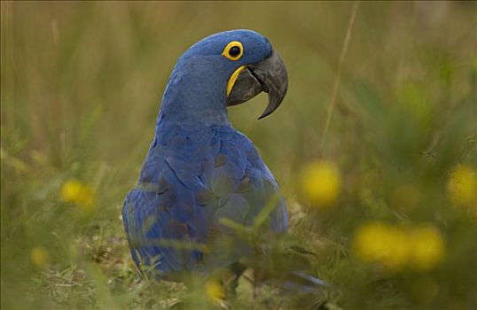 紫蓝金刚鹦鹉,肖像,栖息地,巴西,南美