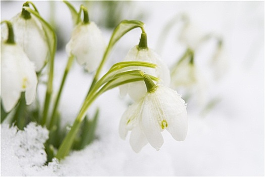 雪花莲,雪中