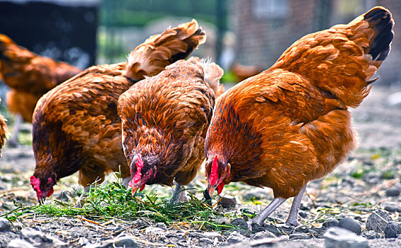 鸡肉,传统,放养,家禽,农场