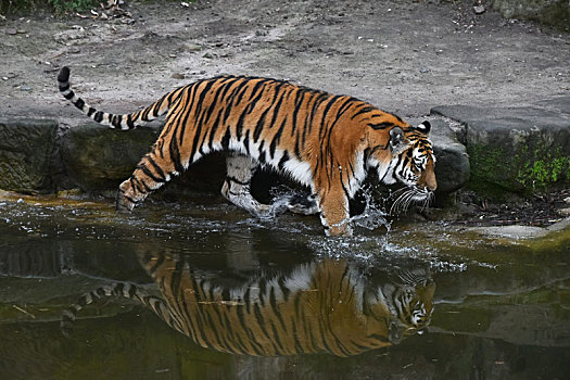 西伯利亚虎,走,水中,动物园