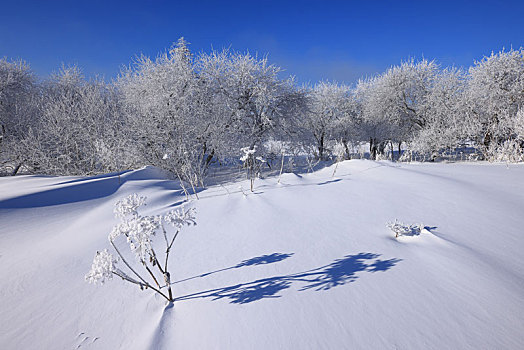 吉林雪岭雾凇美景