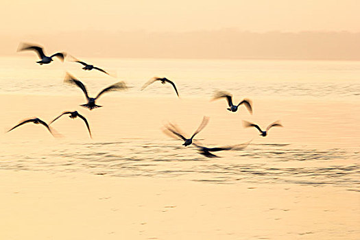 海鸥,飞跃,冰冻,河