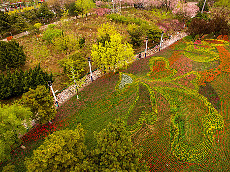 郁金香,花朵,花卉,种植,造型,图案,美丽,漂亮,吸引,艳丽,秦皇岛,公园,环岛,新世纪