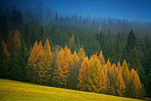 云杉,落叶松属植物,雾,奥地利,欧洲