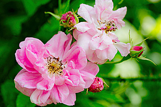 粉色,玫瑰,花园