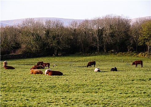 黑白花牛,母牛,草场,苏格兰