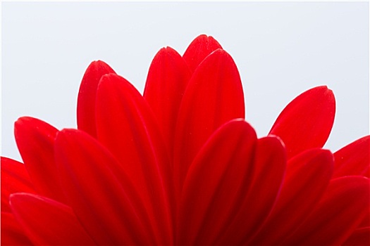 红色,非洲菊,花