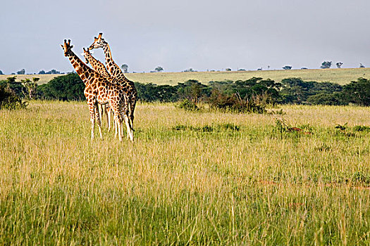 长颈鹿,濒危,国家,公园,乌干达,非洲