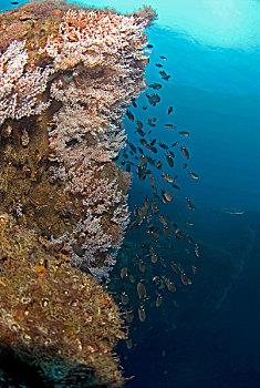 水下视角,鱼,游动,靠近,珊瑚,遮盖,石油钻机,海湾地区,墨西哥,坎佩切