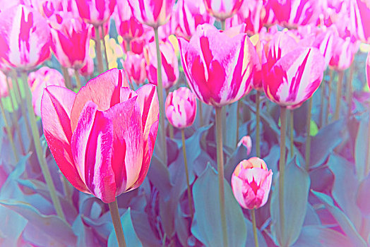 特写,彩色,郁金香,郁金香属,开花,库肯霍夫花园,展示,荷兰南部,荷兰,欧洲
