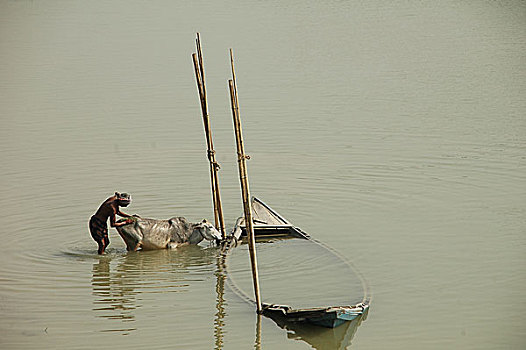 农民,浴,母牛,河,孟加拉,二月,2008年