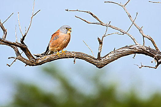 红隼,较小,鹰,栖息,枝条,禁猎区,南非
