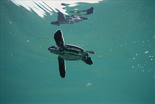 棱皮海龟,棱皮龟,水下视角,游泳,孵化动物,海湾,巴布亚新几内亚