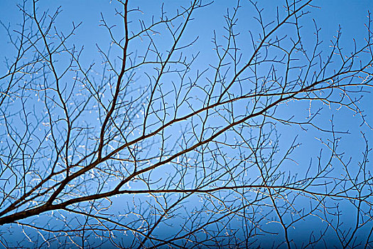 空,树,枝条,冬天