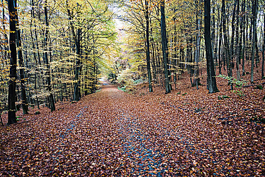 山毛榉,树林,阿恩斯贝格,自然公园,秋天,藻厄兰,北莱茵威斯特伐利亚,德国