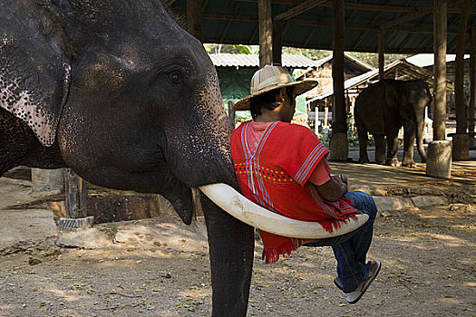 大象,训练者,坐,清迈,泰国