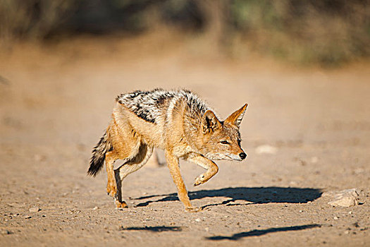 黑背狐狼,鬼鬼祟祟,卡拉哈迪,国家公园,北开普,省,南非,非洲