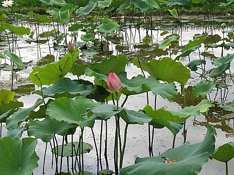 建宁县建莲莲花