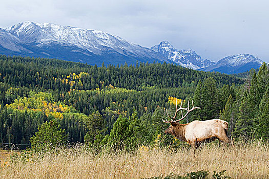 麋鹿,鹿属,鹿,雄性动物,碧玉国家公园,艾伯塔省,加拿大